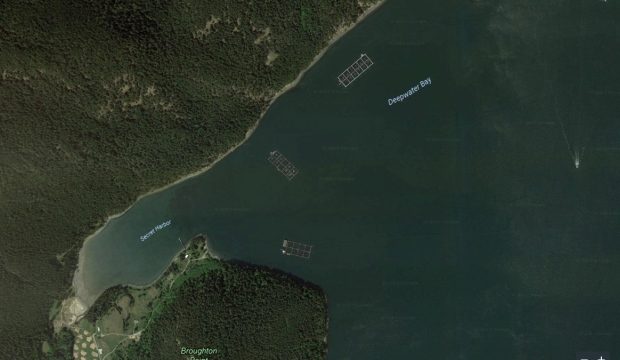http://salmonbusiness.com/wp-content/uploads/2017/08/cypress-island-fish-farm.jpg