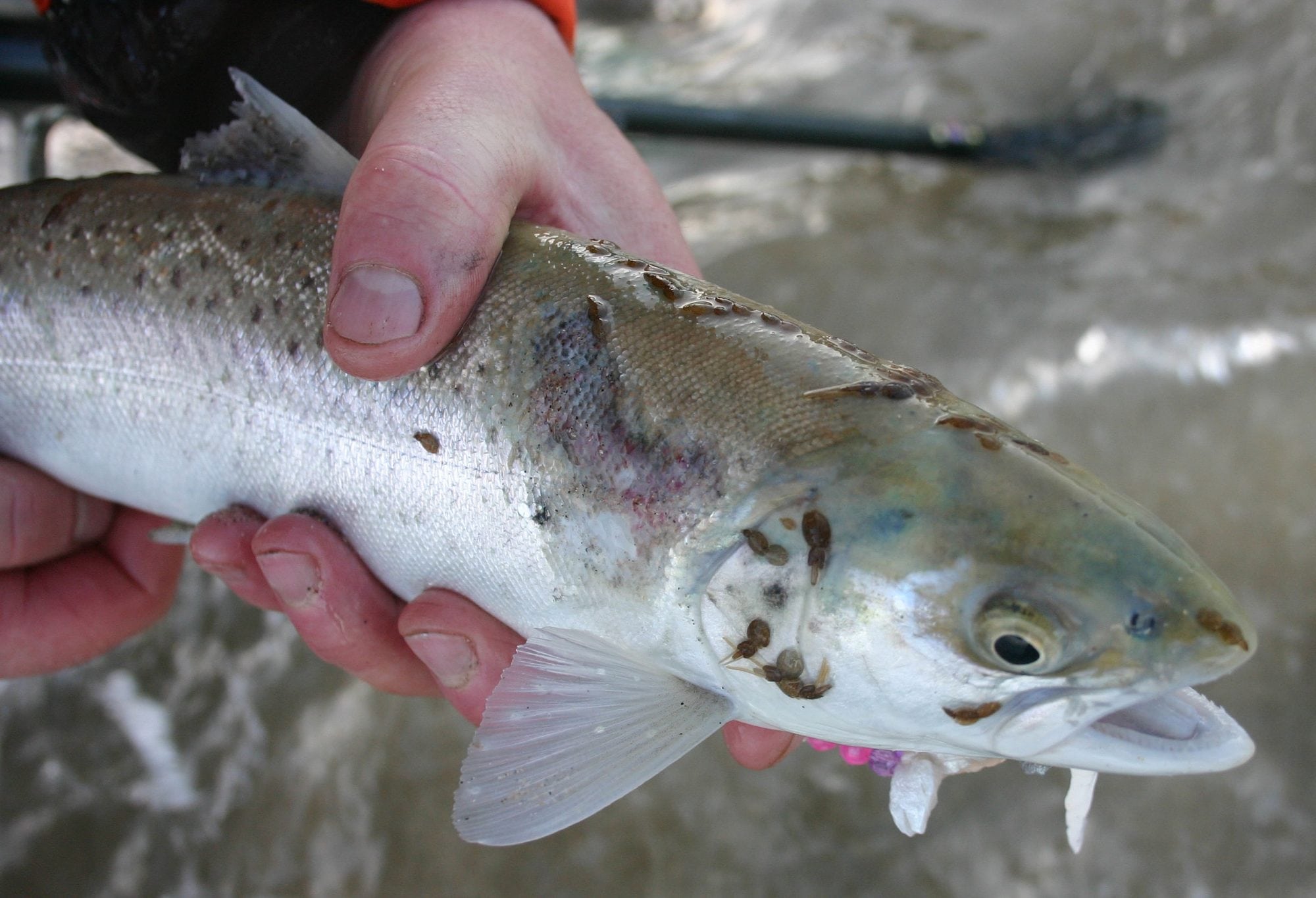 Vaccine Prototypes Cut Levels Of Early Stage Sea Lice On Salmon By Up